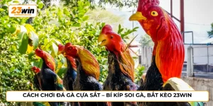 Cách chơi đá gà cựa sắt