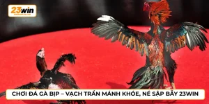 Chơi đá gà bịp