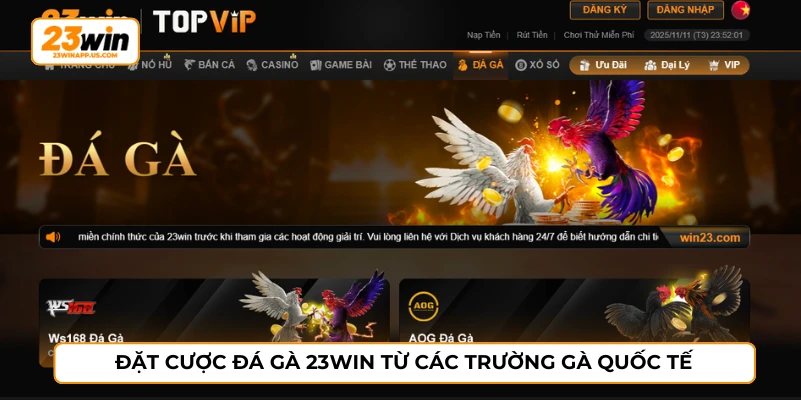 Đặt cược đá gà 23WIN từ các trường gà quốc tế