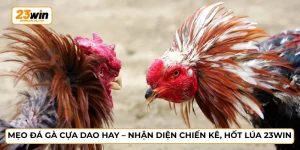 Mẹo đá gà cựa dao