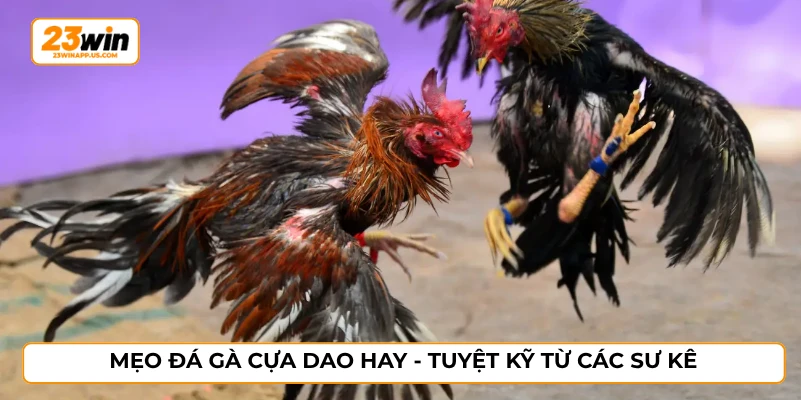 Mẹo đá gà cựa dao hay - Tuyệt kỹ từ các sư kê