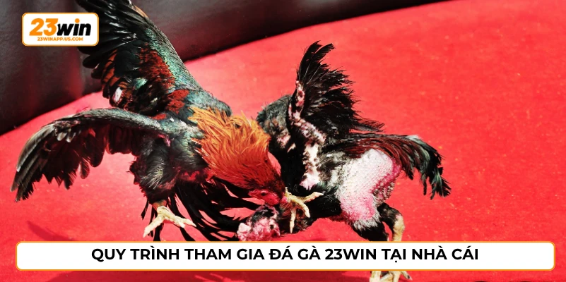 Quy trình tham gia đá gà 23WIN tại nhà cái