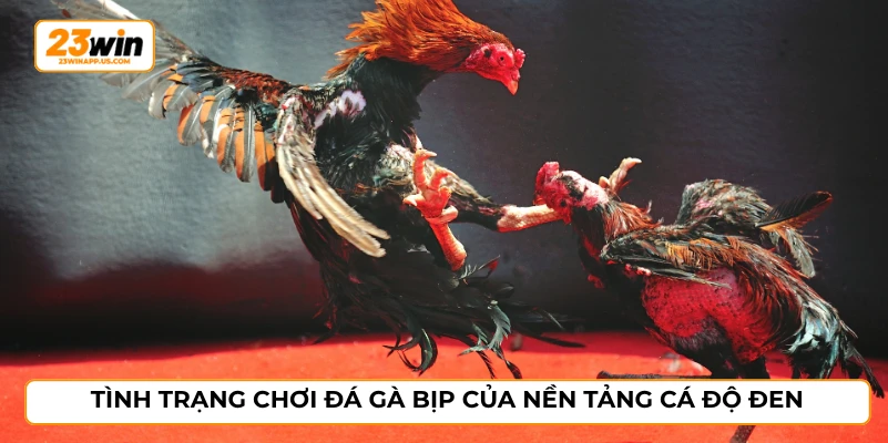 Tình trạng chơi đá gà bịp của nền tảng cá độ đen